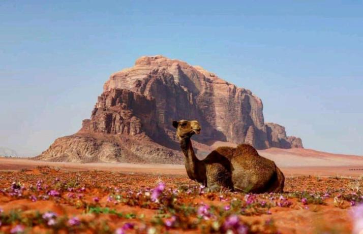 Wadi Rum Bedouin Time Exteriör bild